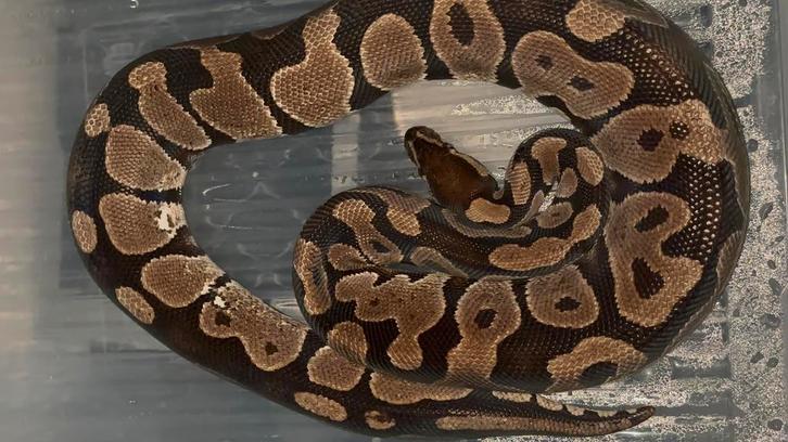 0.1 Normal Poss Het Leopard 2018 RUILEN KAN