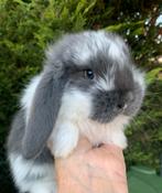 Raszuivere Franse hangoor konijnen, Dieren en Toebehoren, Konijnen, Meerdere dieren, Groot, Hangoor