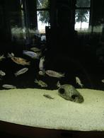 Malawi/Mbuna cicliden, Dieren en Toebehoren, Vissen | Aquariumvissen, Vis