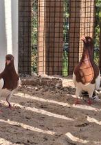 Eksterduiven Eksterduiven twee kapel mooi duiven €30, Dieren en Toebehoren, Postduif