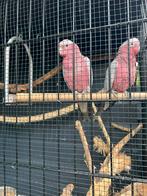Roze katetoe's, Dieren en Toebehoren, Vogels | Parkieten en Papegaaien, Papegaai, Geringd