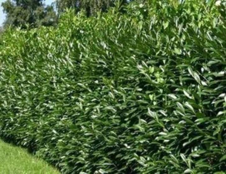 Goedkope groene laurierhagen, laurierhaag en laurier, Tuin en Terras, Planten | Struiken en Hagen, Laurier, Ophalen of Verzenden