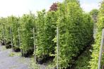 Carpinus betulus haagbeuk in potgekweekt, jaarrond planten, Ophalen of Verzenden