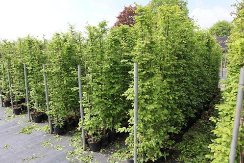 Carpinus betulus haagbeuk in potgekweekt, jaarrond planten, Tuin en Terras, Planten | Struiken en Hagen, Ophalen of Verzenden
