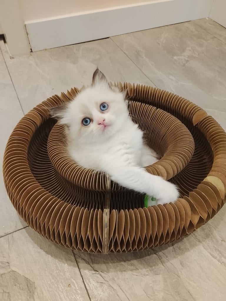 Zeer mooi en lief sociaal Ragdoll katertje, Kater, Ontwormd, 0 tot 2 jaar