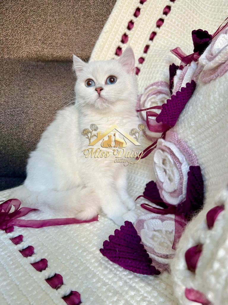 Exclusieve British Shorthair Poes, Poes, Met stamboom, 0 tot 2 jaar