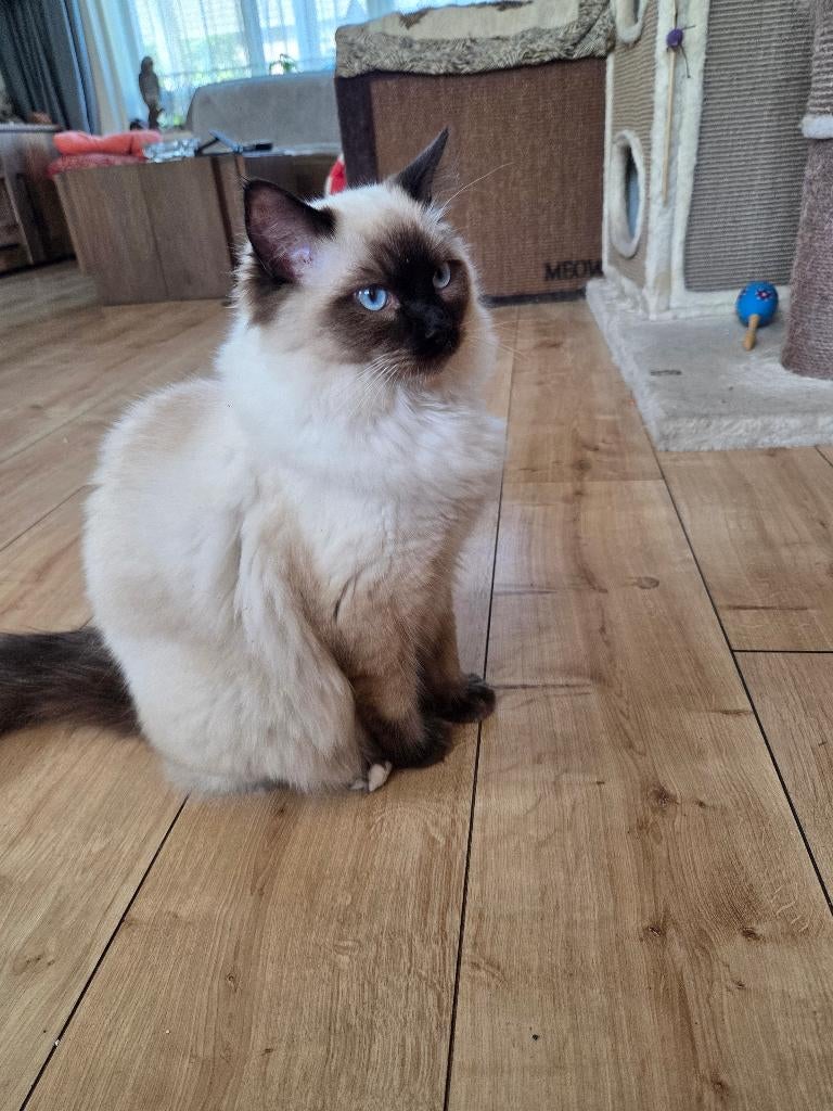 Ragdoll kater, Dieren en Toebehoren, Katten en Kittens | Raskatten | Langhaar, Kater, Gechipt, 0 tot 2 jaar