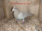 Te koop koppel kleurpostduiven, Meerdere dieren, Postduif