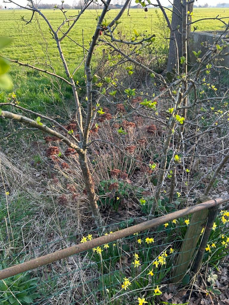 Sierappelboom, Ophalen, Lente, Volle zon, Appelboom
