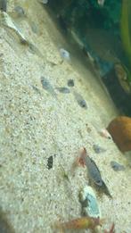 Baby balloon mollys/mollie, Vis