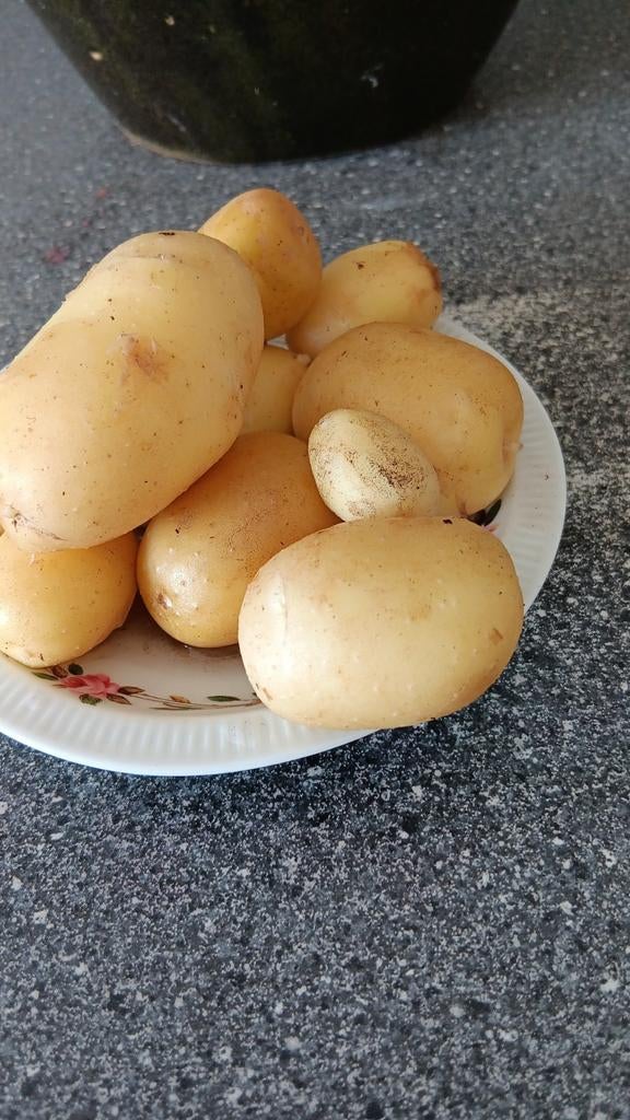 Nieuwe Aardappels, Diversen, Ophalen of Verzenden