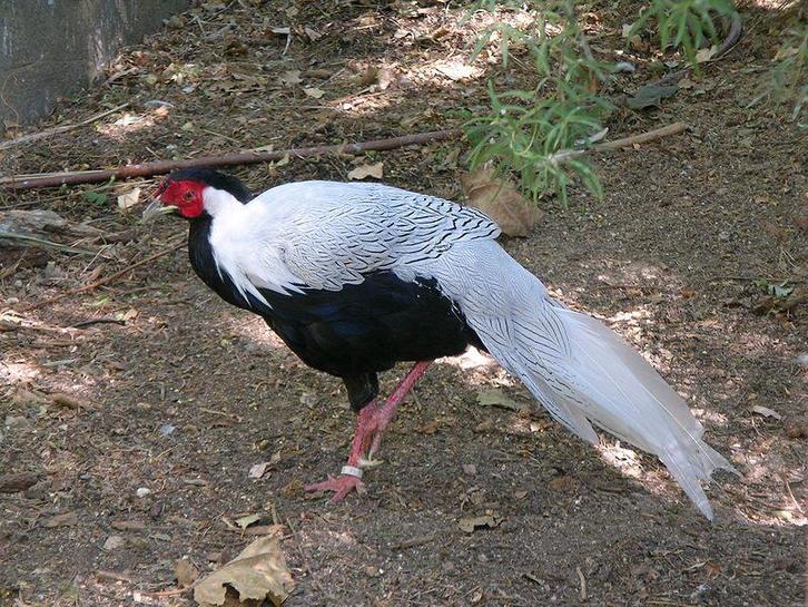 Zilverfazant | Prachtige dieren | Deskundig advies, Dieren en Toebehoren, Pluimvee, Kip, Meerdere dieren