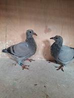 Prachtige jonge duiven, Geslacht onbekend, Postduif