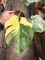 Monstera Deliciosa Crème Brulee - Pot 12, Huis en Inrichting, Kamerplanten, Ophalen of Verzenden