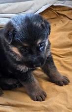 Duitse Herderpups. Met stamboom. Puppypakket., Parvo, 8 tot 15 weken, Meerdere, Meerdere dieren