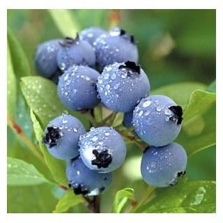Bessen, zwarte bes, rode bes, witte bes struiken, Tuin en Terras, Planten | Fruitbomen, Minder dan 100 cm, Lente, Overige soorten