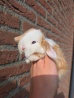 Knappe baby's te koop, Dieren en Toebehoren, Konijnen, Mannelijk, Klein, Hangoor, 0 tot 2 jaar