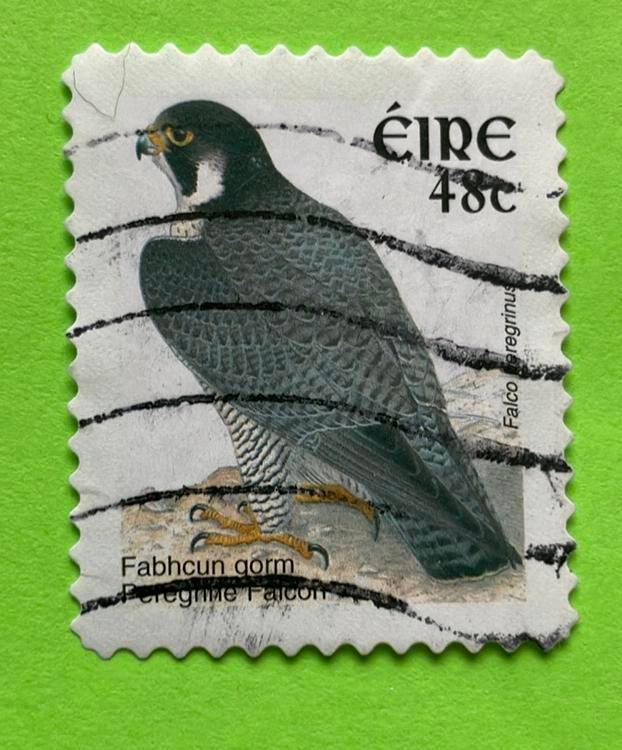 Roofvogel, Ophalen of Verzenden, Gestempeld, Dier of Natuur