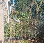 10 hedera helix klimop 120 cm, Tuin en Terras, Planten | Tuinplanten, Ophalen of Verzenden