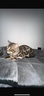 Prachtige Silver Charcoal Bengaal zoekt rustig nieuw huis, Dieren en Toebehoren, Katten en Kittens | Overige Katten, Kater