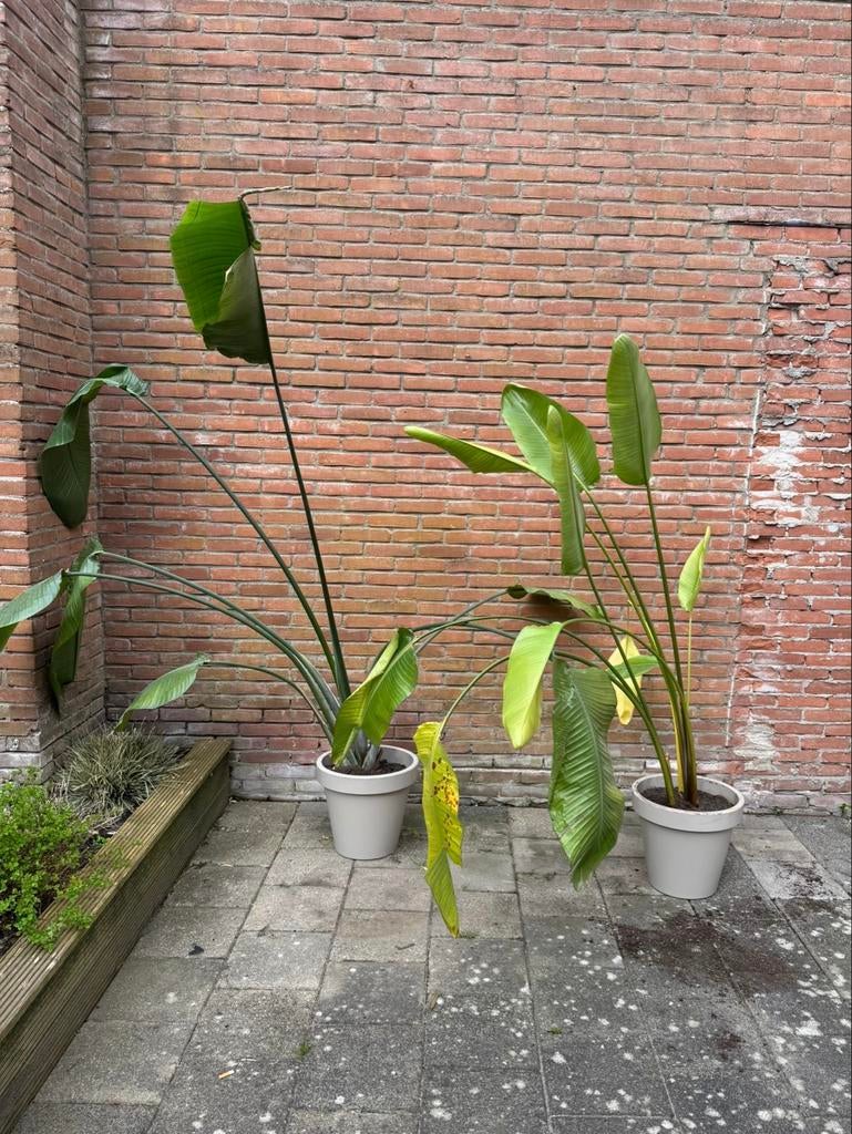 2 Strelitzia's inclusief potten | moeten weg!, Tuin en Terras, Volle zon, Vaste plant, Bloeit niet, Ophalen