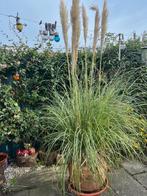 super mooie terracotta pot met plant (pluimen), Ophalen, Volle zon, Vaste plant, Siergrassen