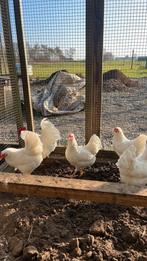 Barnevelder kriel wit broedeieren, Dieren en Toebehoren, Pluimvee, Vrouwelijk, Kip