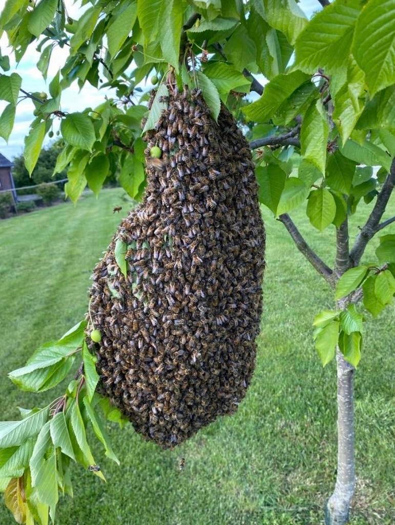 Bijenzwerm gezien?, Dieren en Toebehoren, Insecten en Spinnen, Bijen