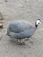 Parelhoender, Dieren en Toebehoren, Pluimvee, Mannelijk, Overige soorten