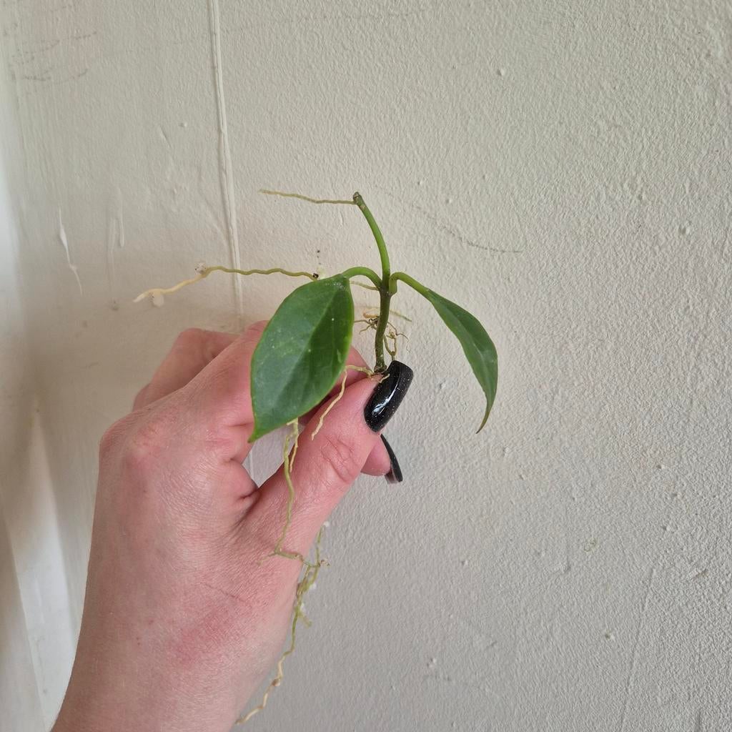 Hoya pubicalyx, Ophalen of Verzenden, Halfschaduw, Minder dan 100 cm