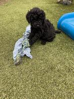 Prachtige Zwarte Labradoodle Pups Australian, Parvo, 8 tot 15 weken, Labrador retriever, Meerdere