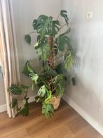 Grote Monstera Deliciosa - Kamerplant met mosstok, Huis en Inrichting, Kamerplanten, Ophalen, Overige soorten, Halfschaduw, In pot
