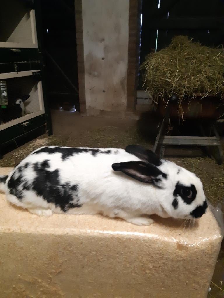 Lotharingers groot voedster, Dieren en Toebehoren, Konijnen, Vrouwelijk, Groot, 0 tot 2 jaar