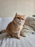 Maatje gezocht voor lieve britse korthaar, Dieren en Toebehoren, Katten en Kittens | Raskatten | Korthaar, Kater, Gechipt, 0 tot 2 jaar