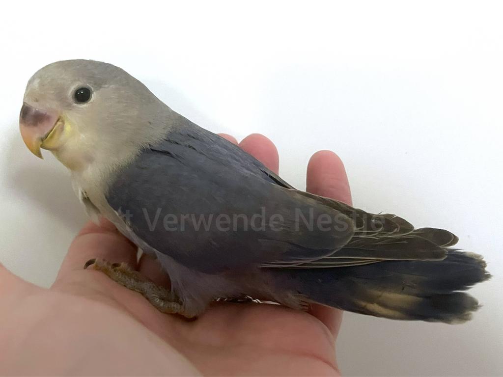 Supertamme jonge Agapornis Roseicollis mannetjes, Mannelijk, Dwergpapegaai of Agapornis, Geringd