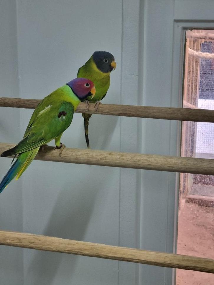 Gezocht verschillende soorten vogels, Dieren en Toebehoren, Vogels | Parkieten en Papegaaien, Parkiet, Meerdere dieren