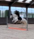 Verzorgpaard gezocht / 2 verzorgsters aangeboden, Dieren en Toebehoren, Ophalen of Verzenden, Zo goed als nieuw