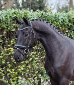 Brave allrounder, Dieren en Toebehoren, Paarden, Met stamboom, B, Ruin, 3 tot 6 jaar