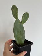 Beautiful cactus, Huis en Inrichting, Kamerplanten, Ophalen, Cactus, Volle zon, Minder dan 100 cm