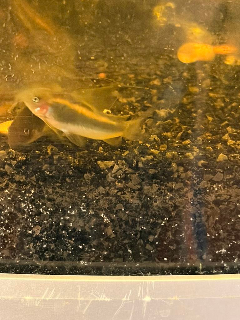 Corydora Goldstripe, Vis