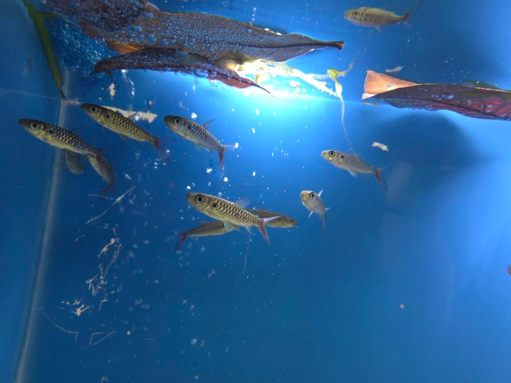 Chalceus erythrurus
!, Dieren en Toebehoren, Vissen | Aquariumvissen, Vis, Zoetwatervis, Schoolvis