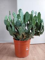 XL Opuntia Vulgaris - Vijgencactus / Schijfcactus H: 65 cm., Ophalen, Cactus, Minder dan 100 cm, Volle zon