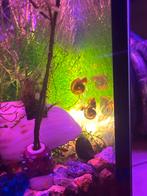 🐌 Slak (Posthoorn/ramshoorn)0,50, Ophalen, Nieuw