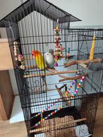 Jong koppel agapornis incl.kooi, Meerdere dieren, Dwergpapegaai of Agapornis, Geringd