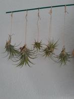 Tillandsia luchtplantje, Huis en Inrichting, Kamerplanten, Ophalen, Halfschaduw, Minder dan 100 cm