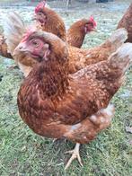 Jonge legkippen - Lohmann Brown, Vrouwelijk, Kip
