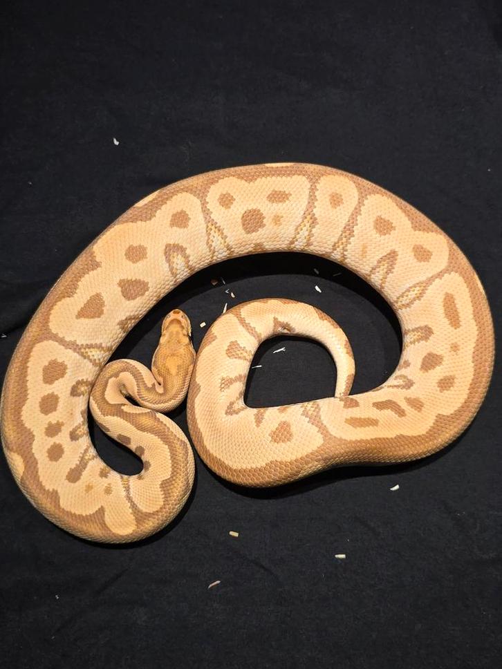 1.0 ultramel clown ball python Ball Python - male for sale from martijn