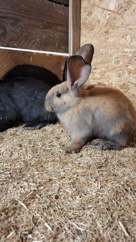 Duitse reus, Dieren en Toebehoren, Konijnen, Mannelijk, Groot