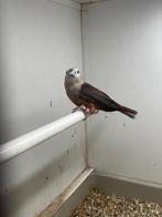 Lonchura / nonnen, Meerdere dieren, Tropenvogel, Geringd