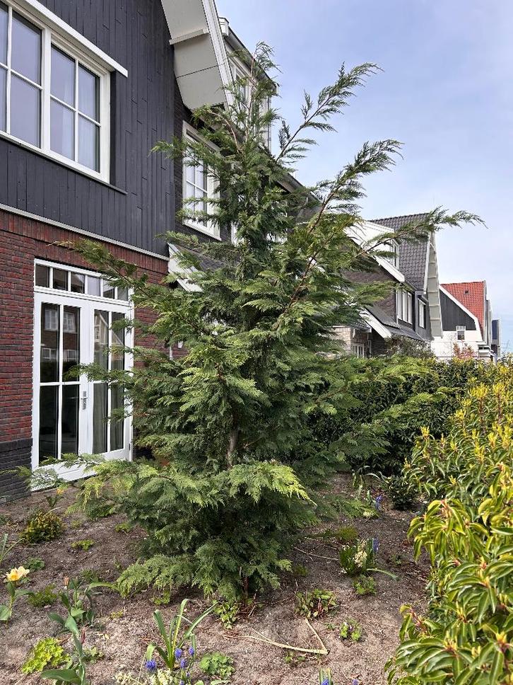 Gratis conifeer boom, Tuin en Terras, Planten | Bomen, Overige soorten, 250 tot 400 cm, Halfschaduw, Bloeit niet, Ophalen